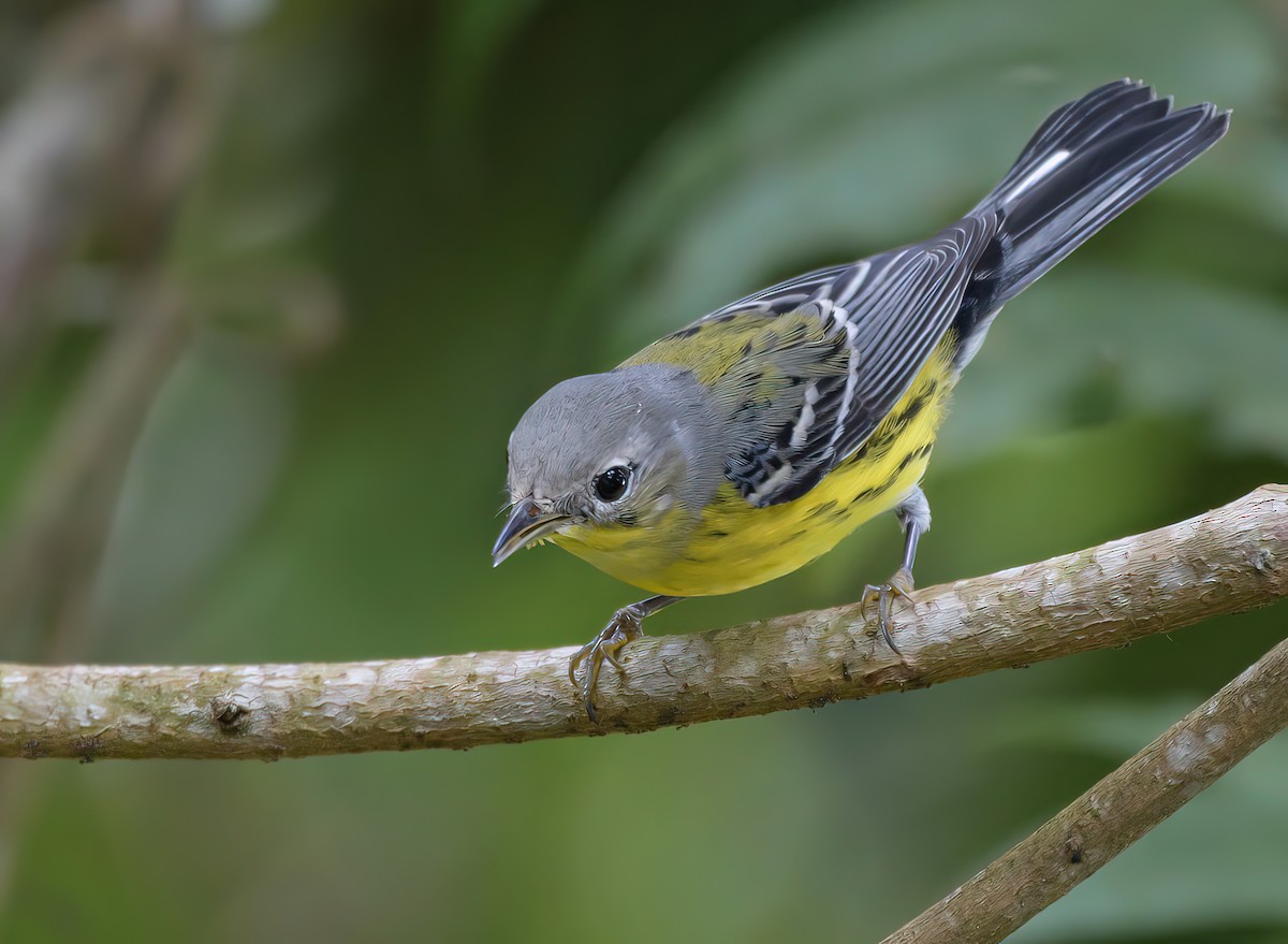 Magnolia Warbler - ML644954109