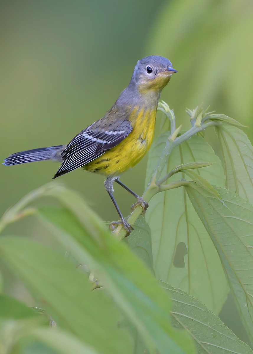 Magnolia Warbler - ML644954110