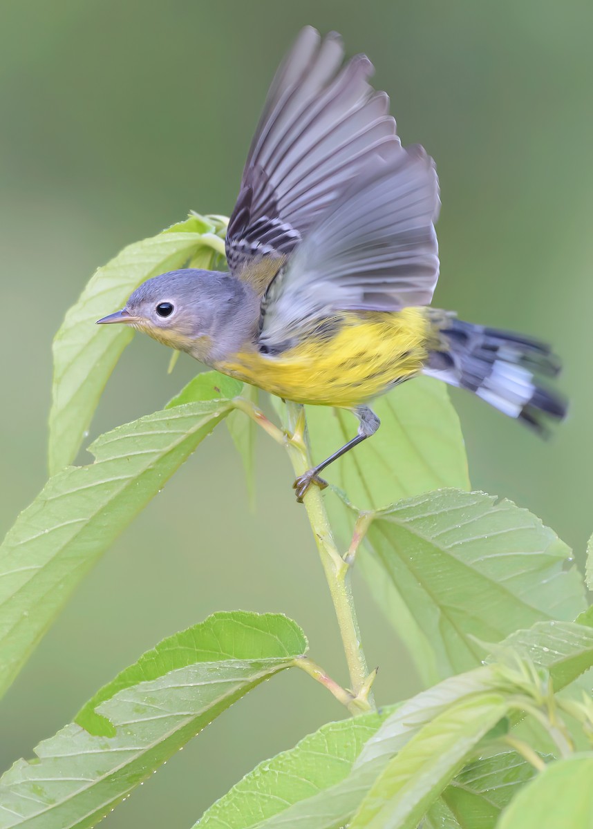 Magnolia Warbler - ML644954111