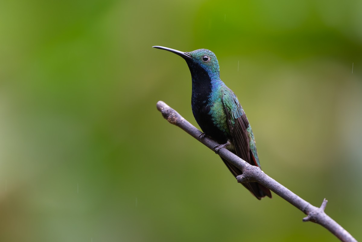 Black-throated Mango - Adam Jackson