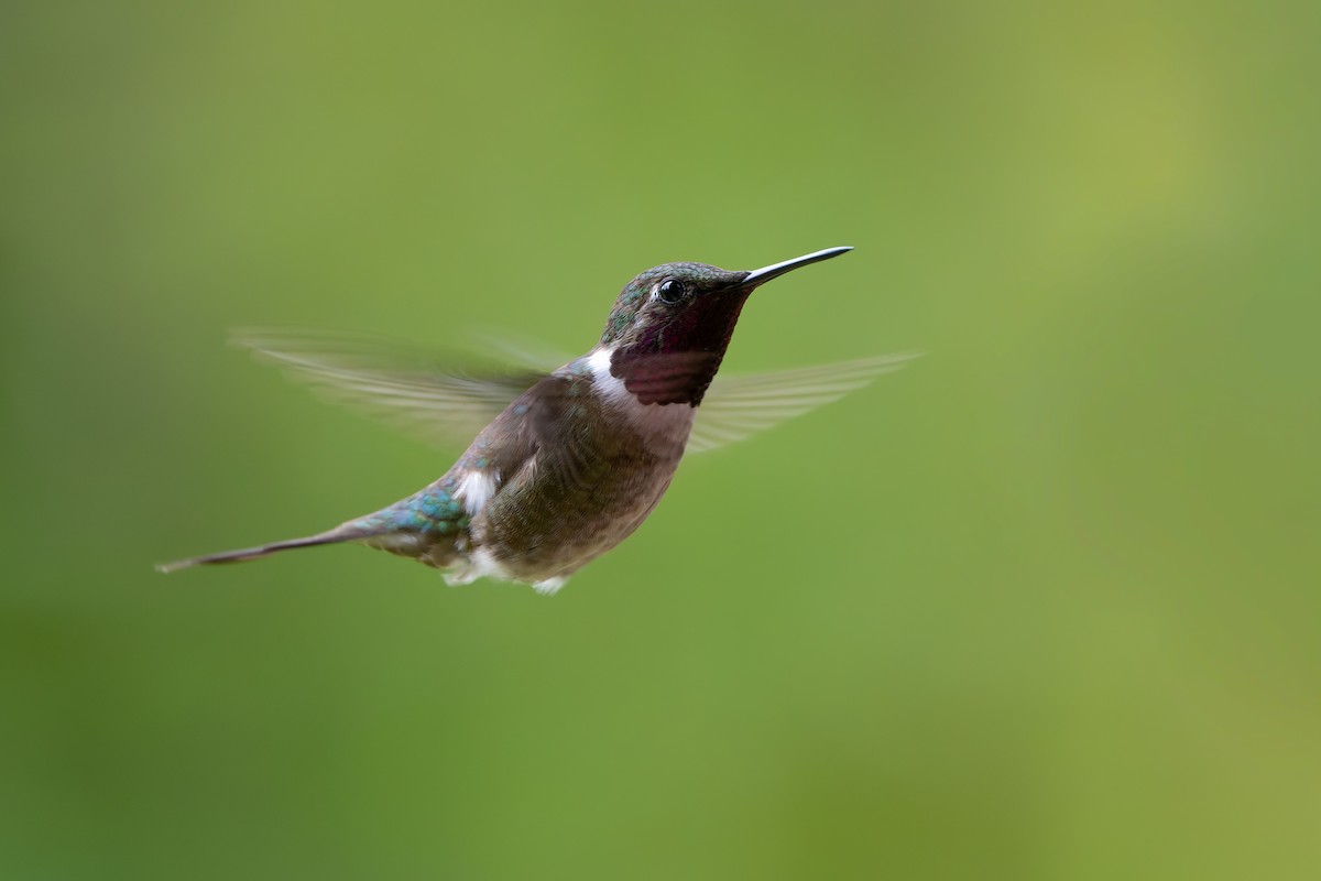 Amethyst Woodstar - Adam Jackson