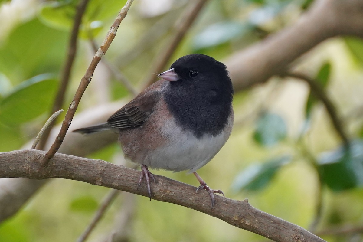 Dark-eyed Junco - ML644954150