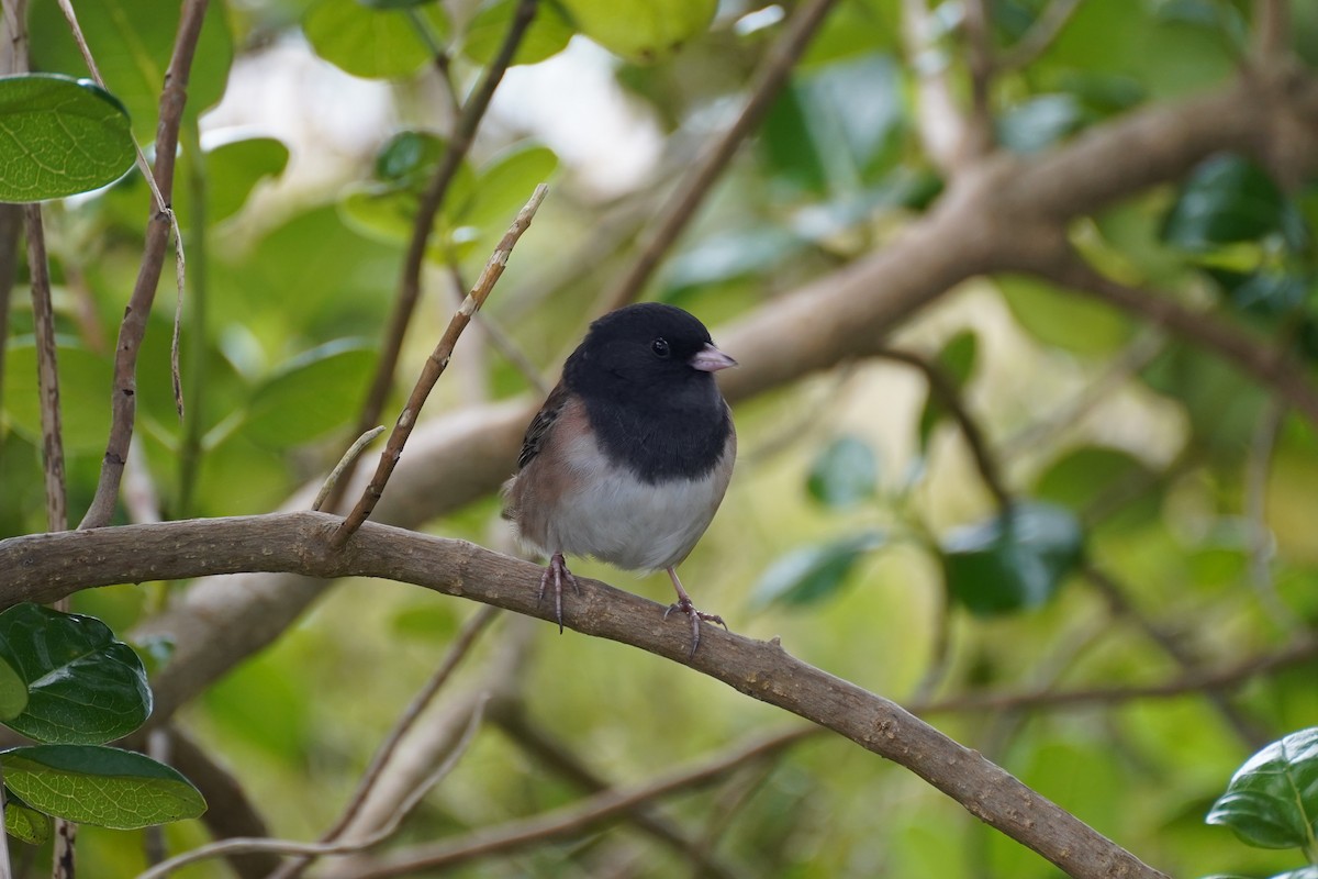 Dark-eyed Junco - ML644954151