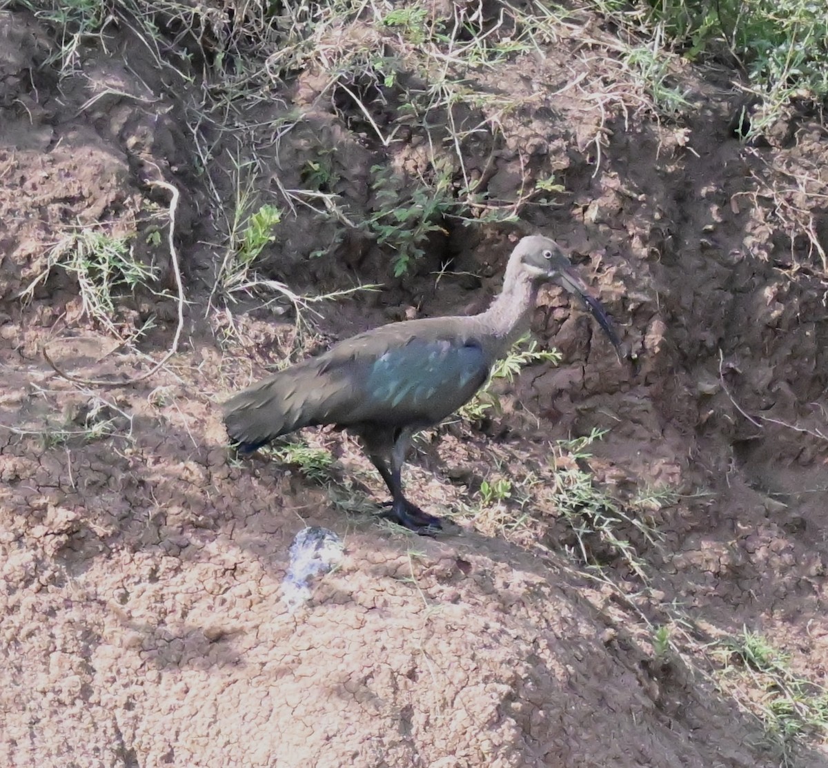 Hadada Ibis - ML644954158