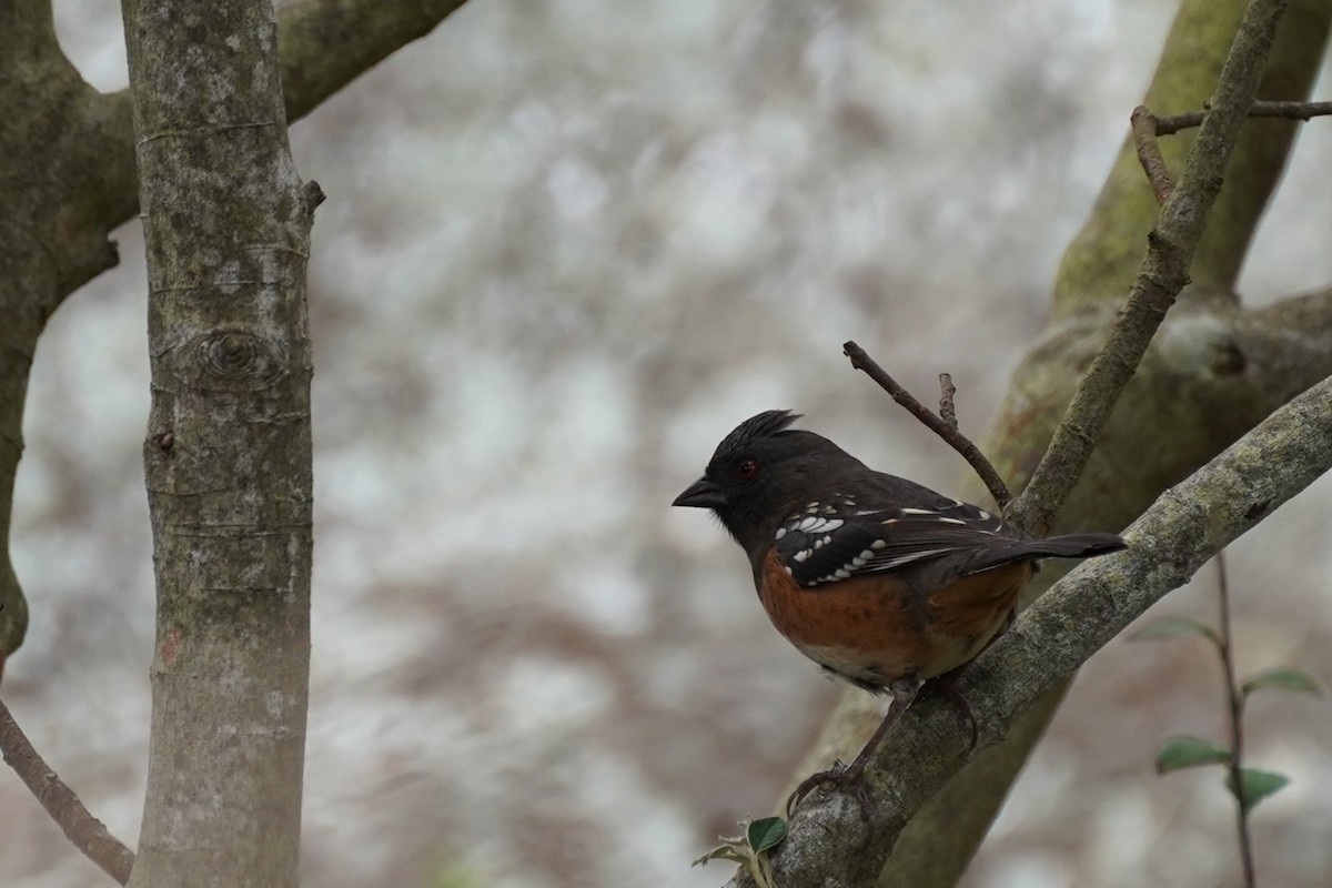 Spotted Towhee - ML644954166