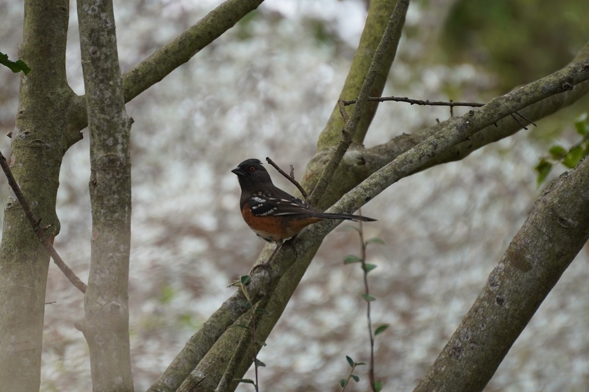 Spotted Towhee - ML644954167