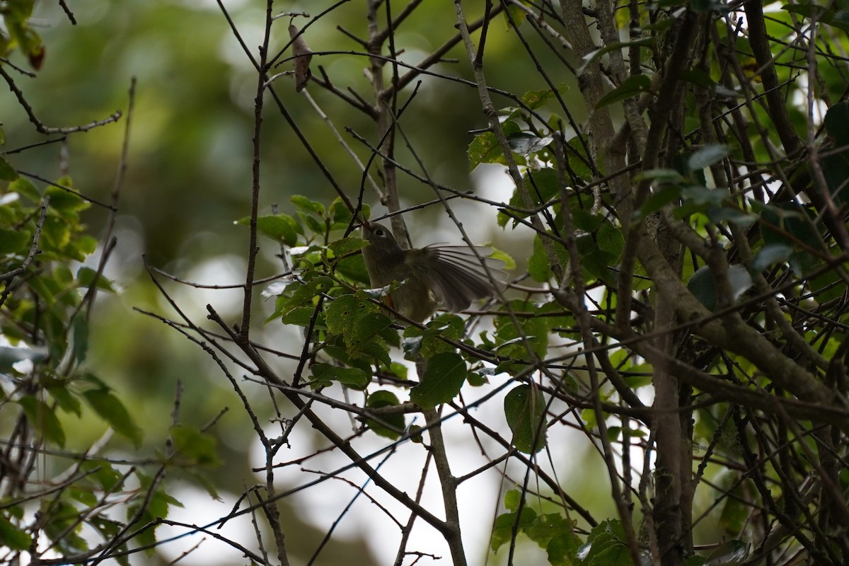 Ruby-crowned Kinglet - ML644954177