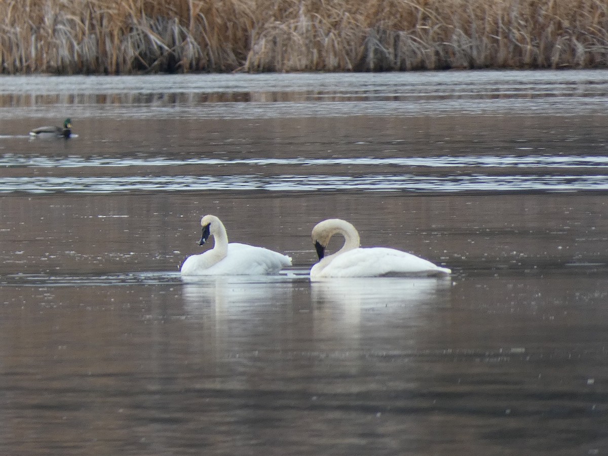 Trumpeter Swan - ML644954193