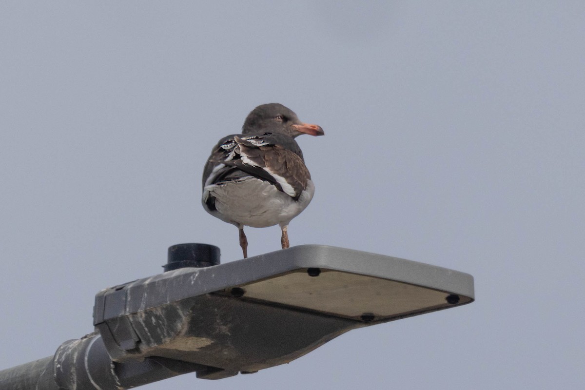 Dolphin Gull - ML644954197