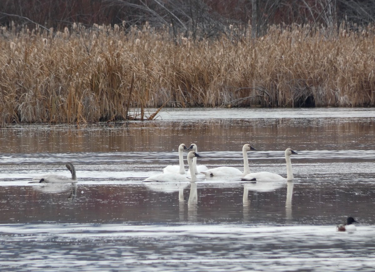 Tundra Swan - ML644954200