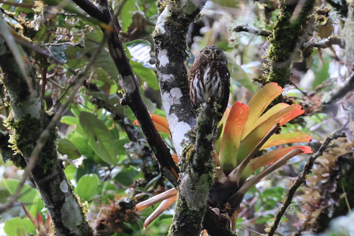 Yungas Pygmy-Owl - ML644954204