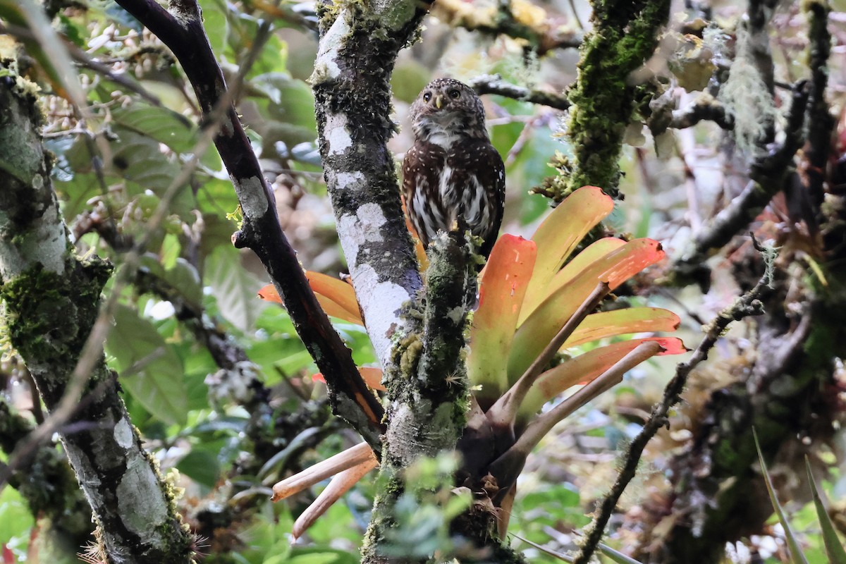 Yungas Pygmy-Owl - ML644954205