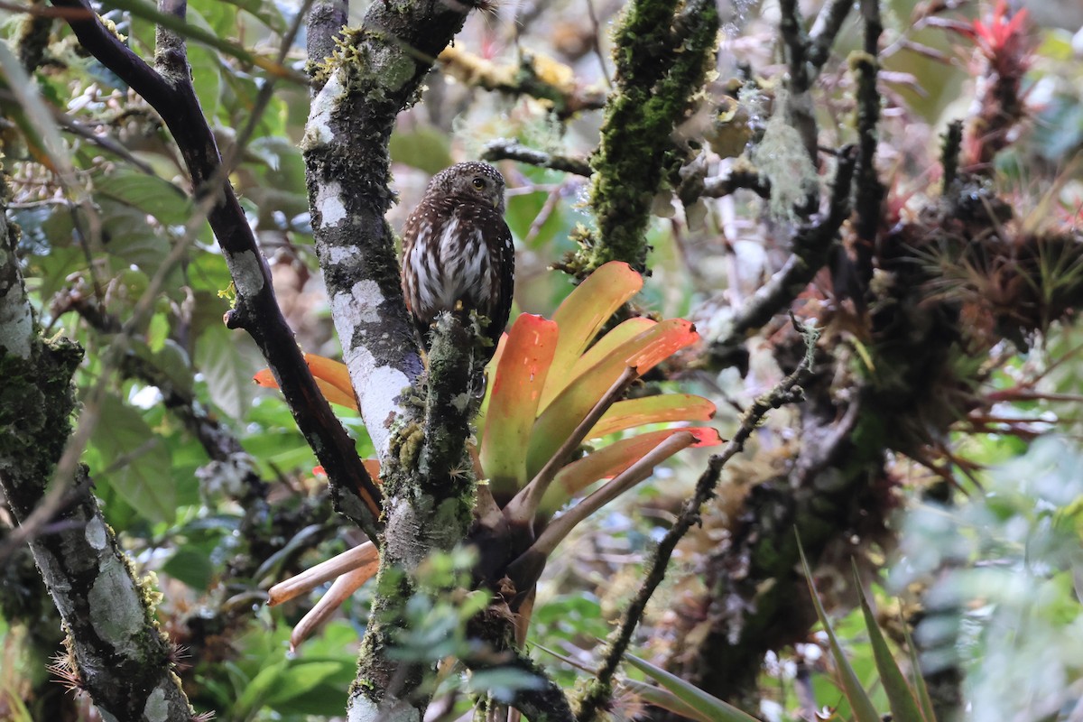 Yungas Pygmy-Owl - ML644954206