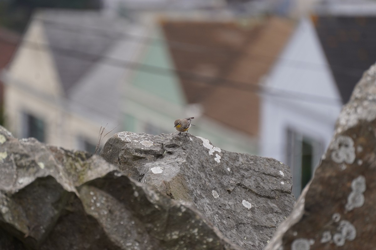 Yellow-rumped Warbler - ML644954208