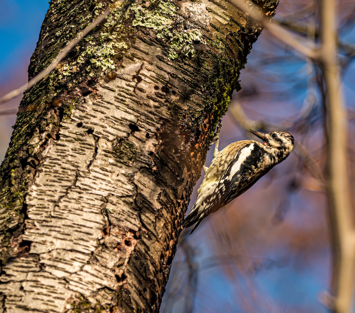 シルスイキツツキ - ML644954209