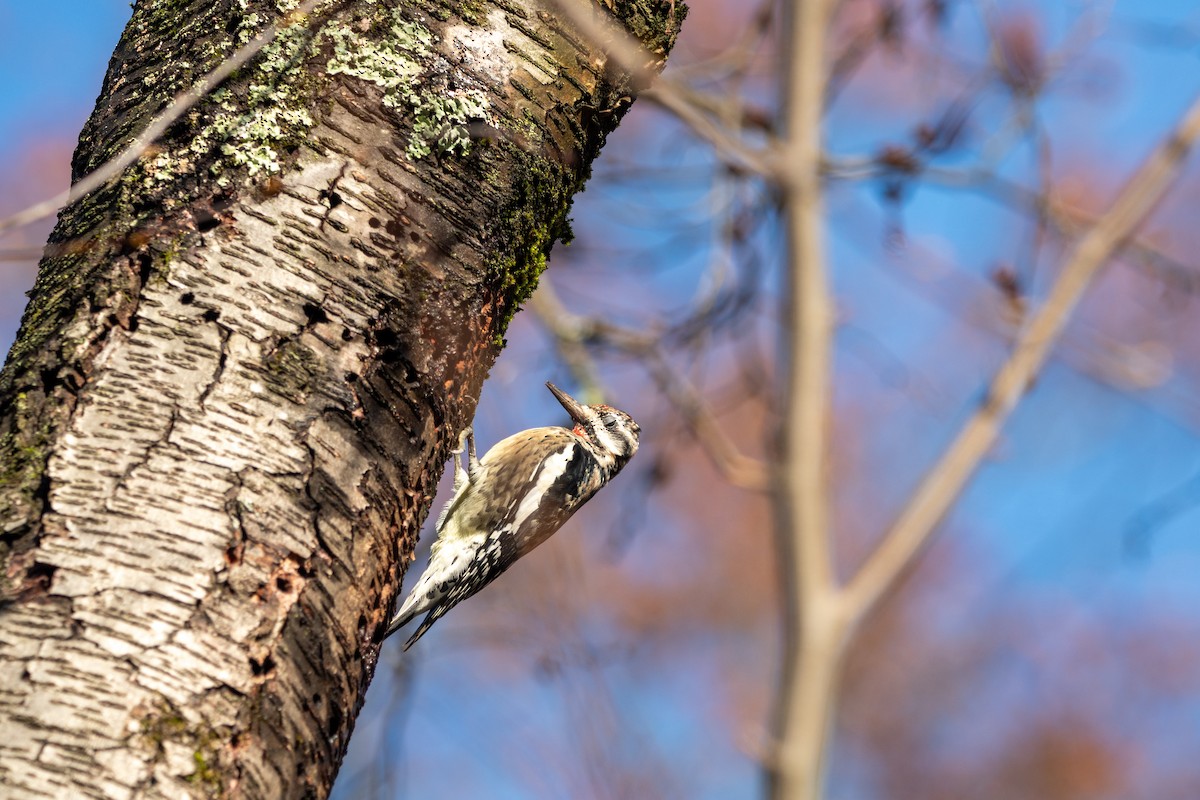 シルスイキツツキ - ML644954210