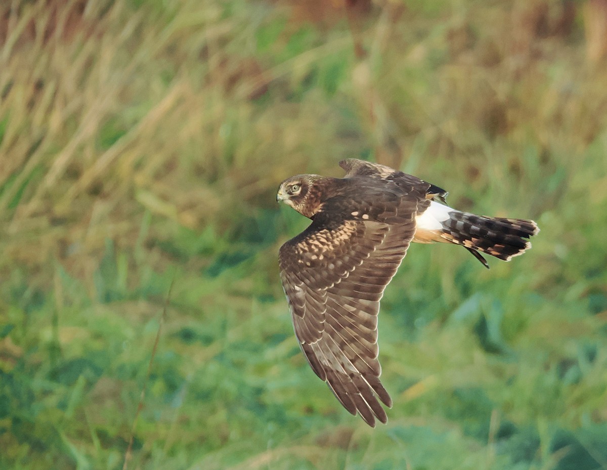 Northern Harrier - ML644954215