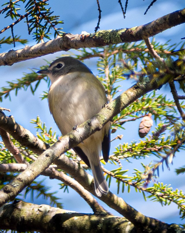 フタスジモズモドキ - ML644954216