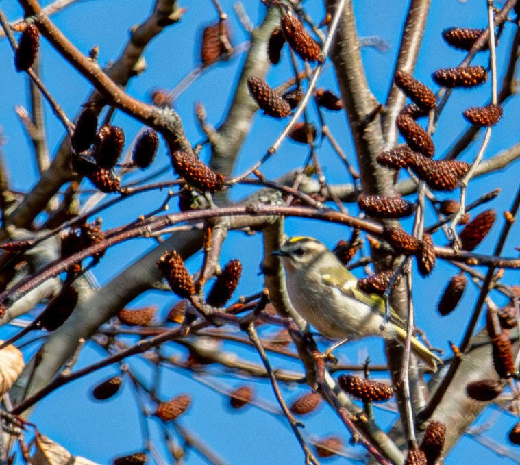 アメリカキクイタダキ - ML644954230