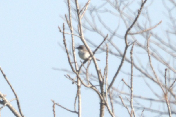 Tirano Dominicano - ML644954237