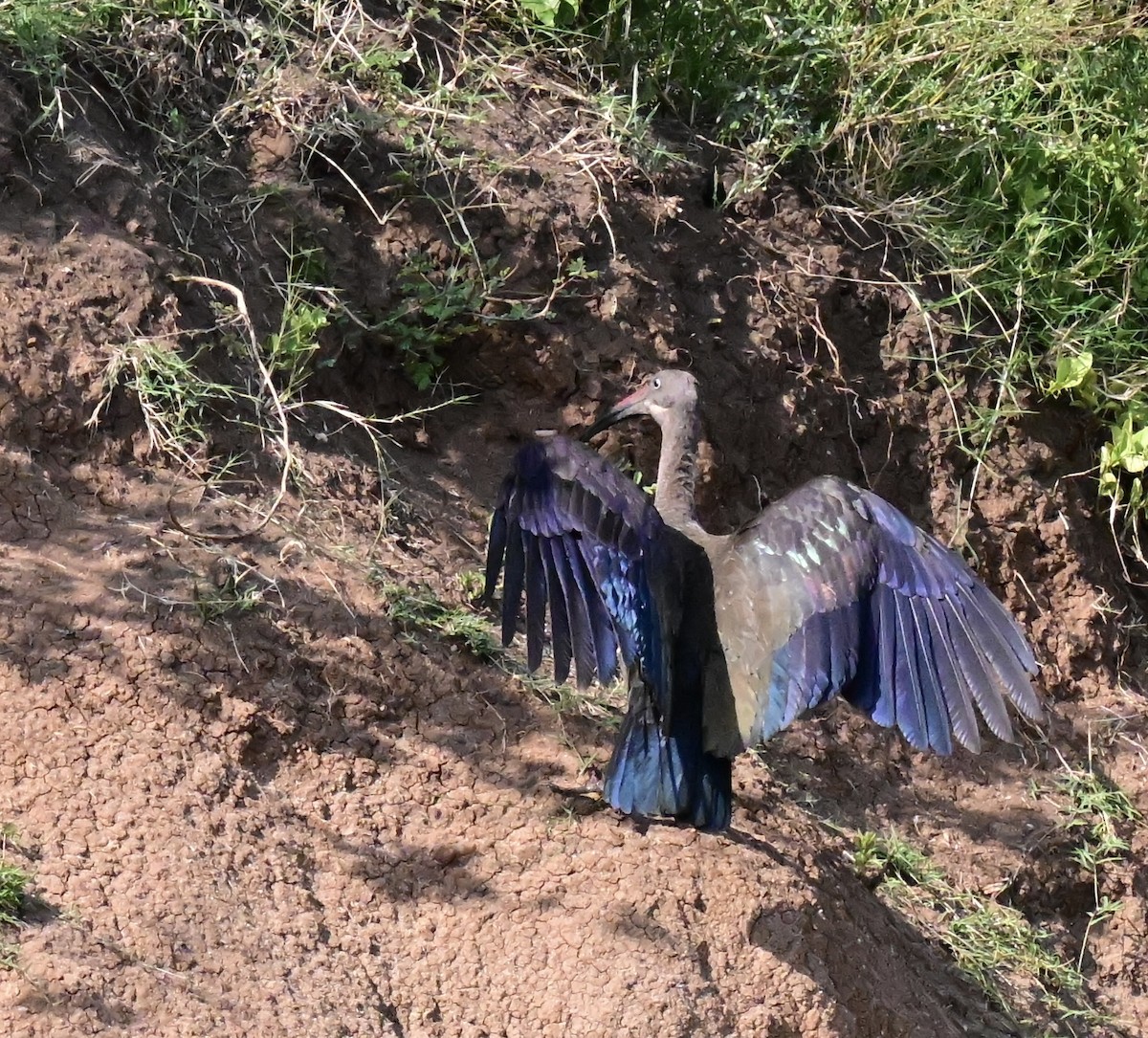 Hadada Ibis - ML644954242