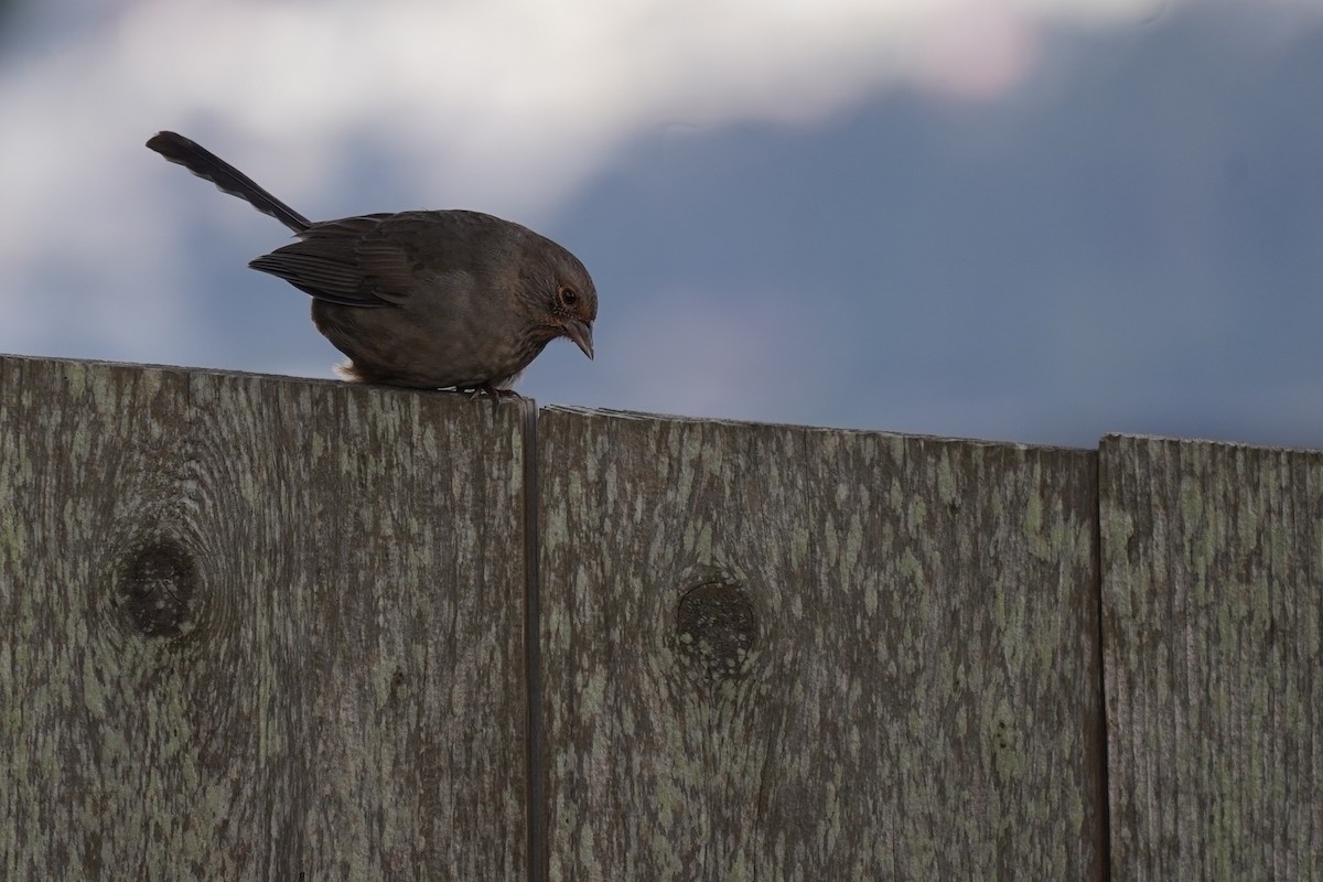 California Towhee - ML644954250