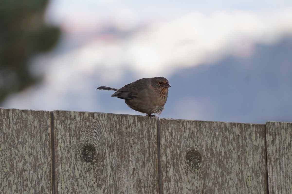 California Towhee - ML644954251