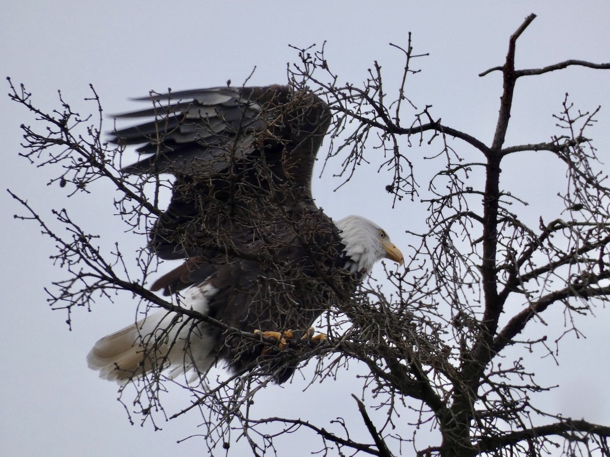 Bald Eagle - ML644954269
