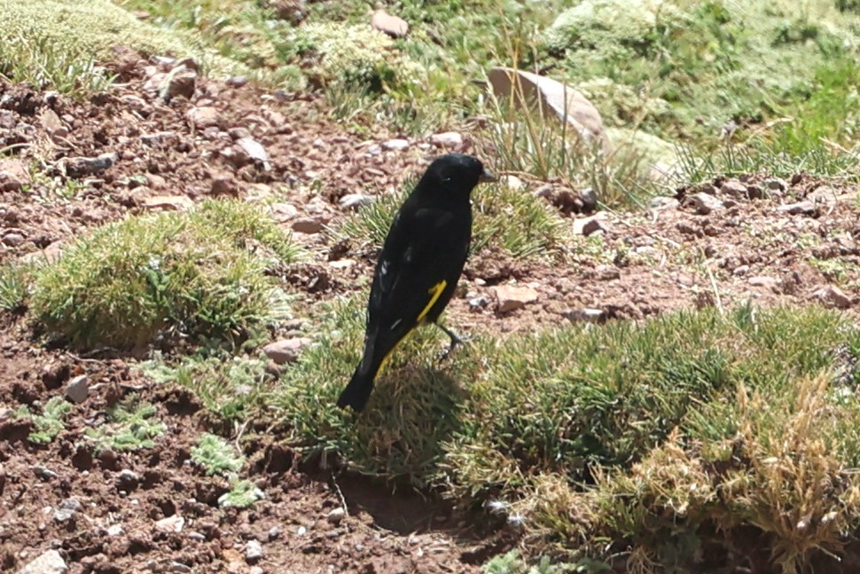 Black Siskin - ML644954271