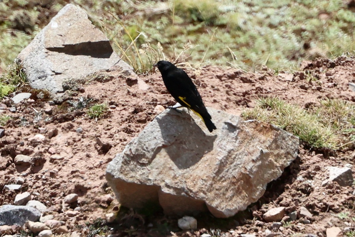 Black Siskin - ML644954272