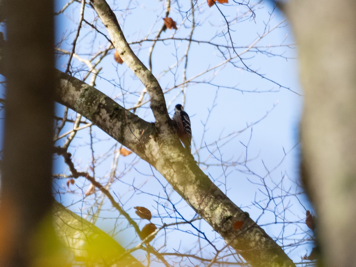 strakapoud bělohřbetý - ML644954278