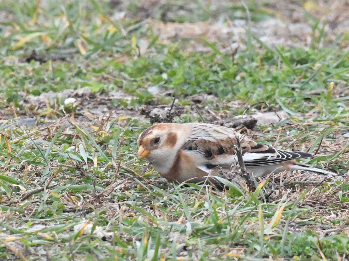 Snow Bunting - ML644954285