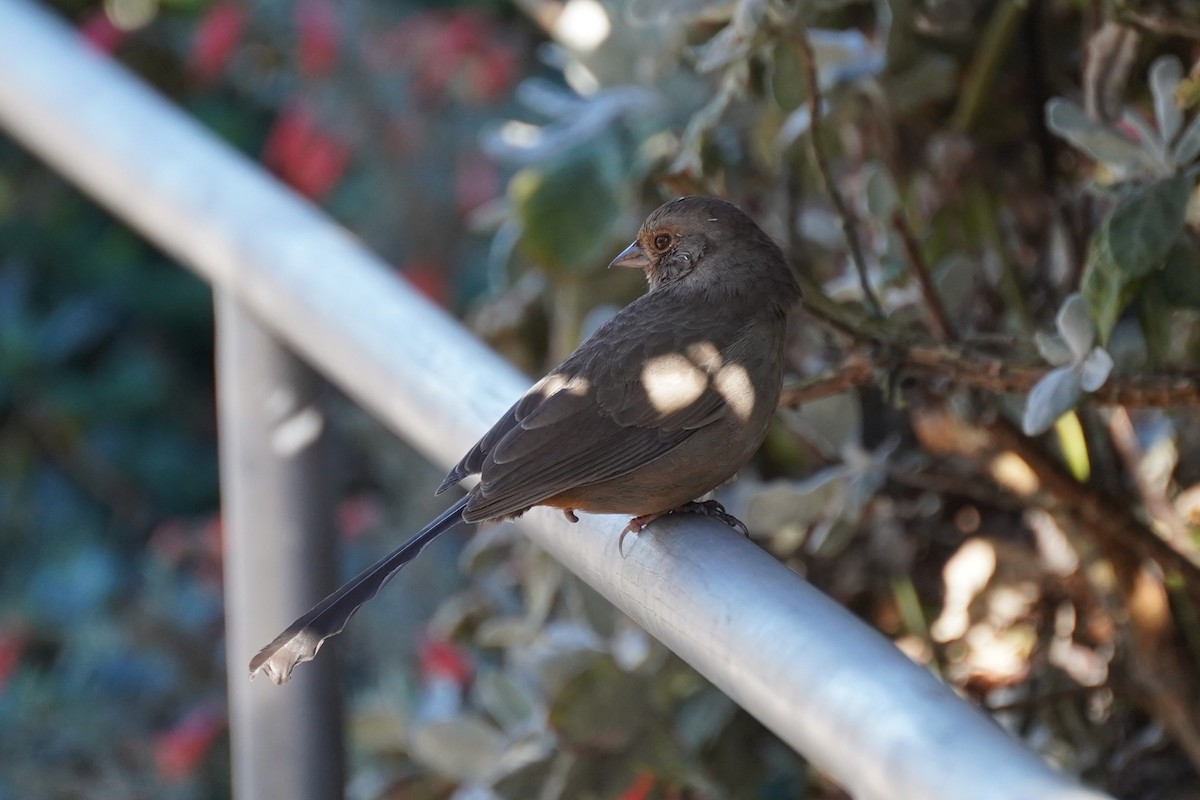 California Towhee - ML644954288