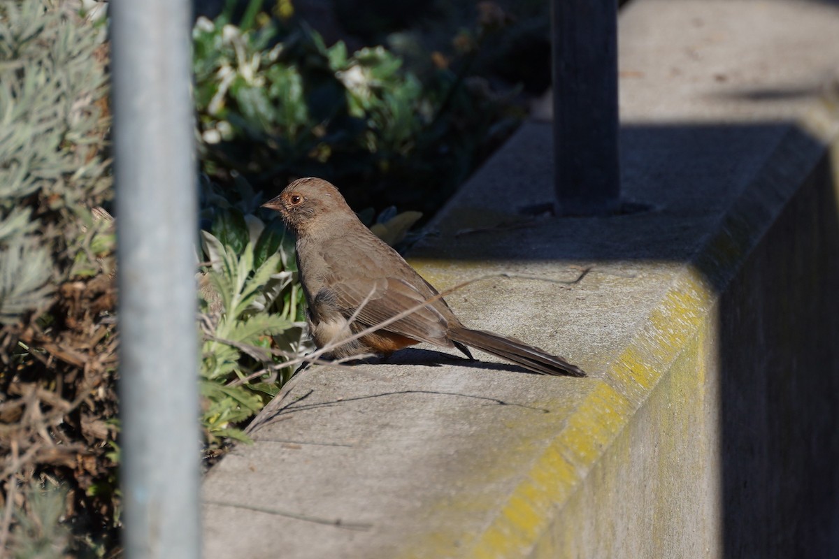 California Towhee - ML644954289