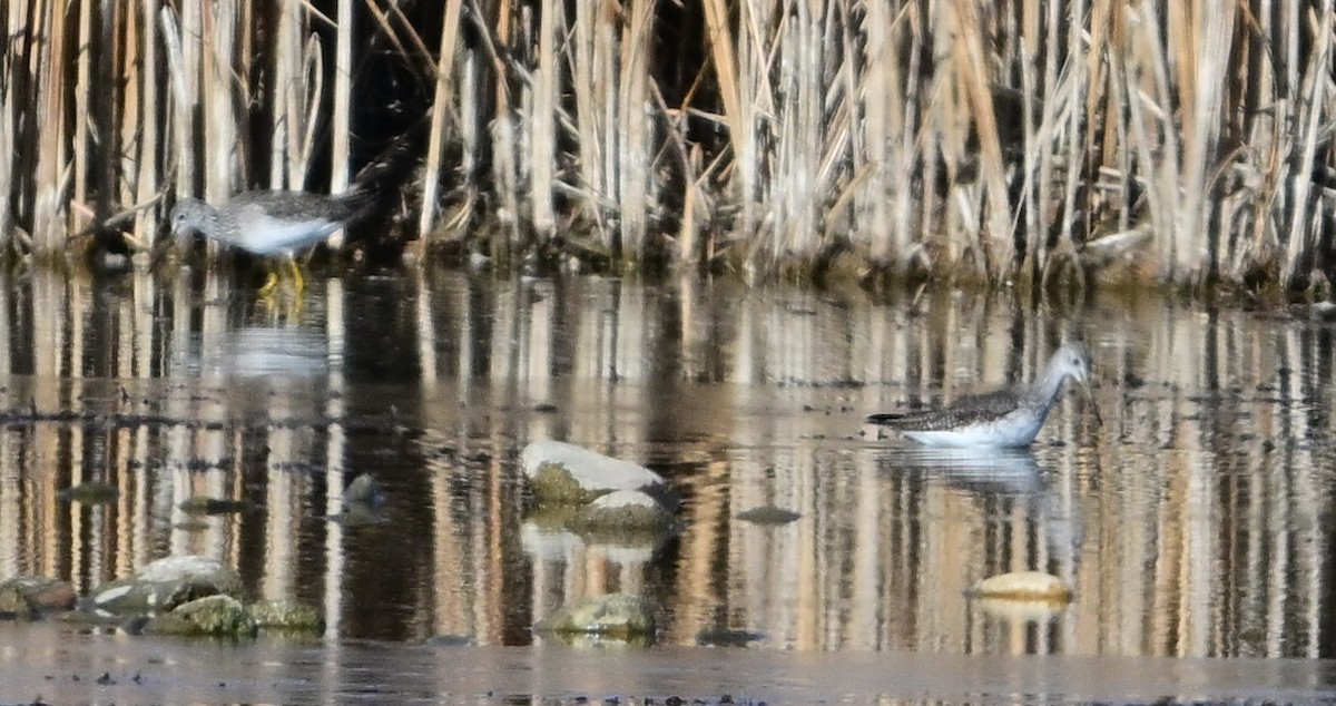 Greater Yellowlegs - ML644954304