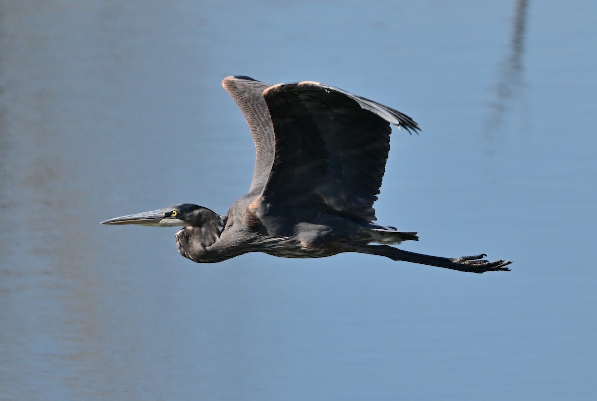 Great Blue Heron - ML644954322