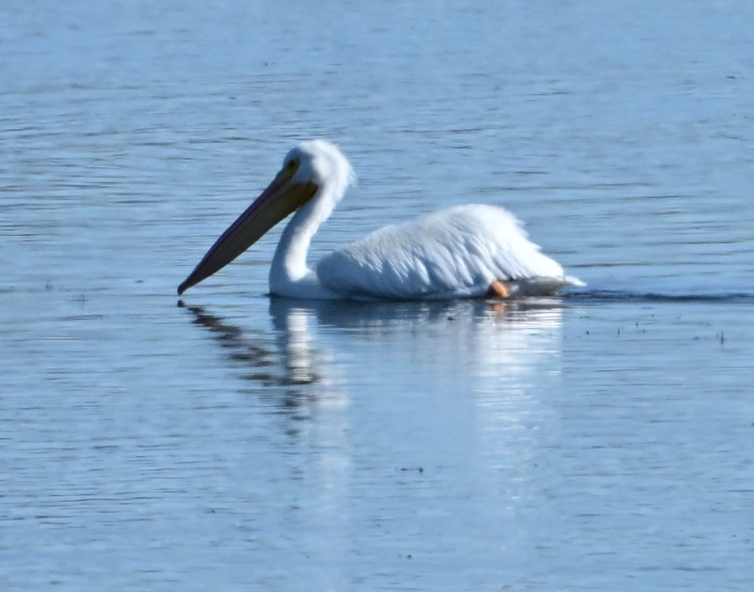 American White Pelican - ML644954331