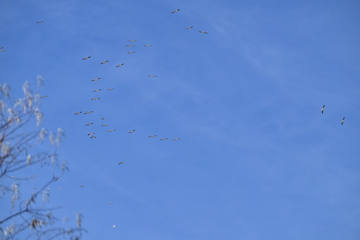 American White Pelican - ML644954332