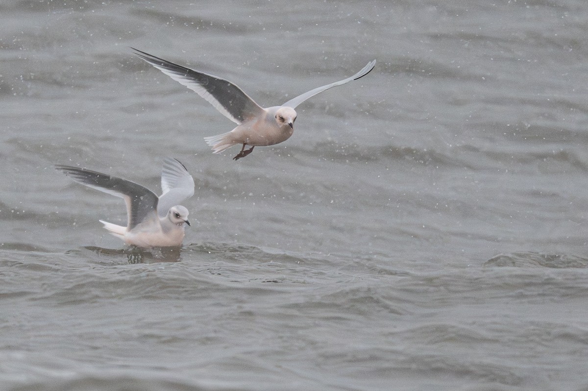 Antxeta arrosa - ML644954353