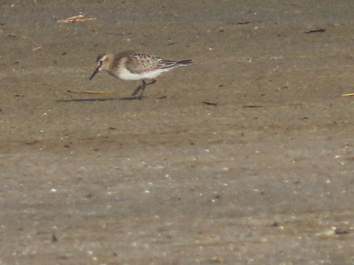 Байрдийн элсэг - ML644954354