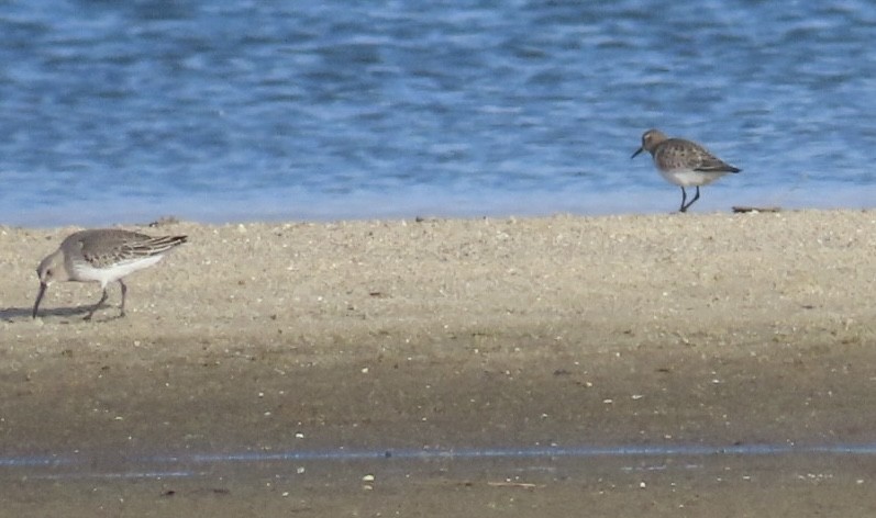 Байрдийн элсэг - ML644954355