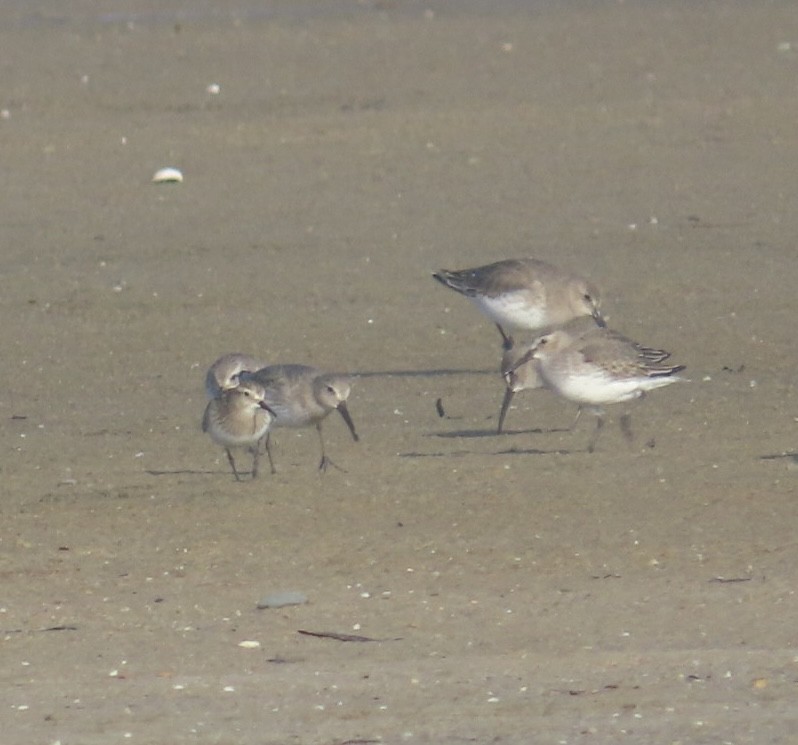 Байрдийн элсэг - ML644954356