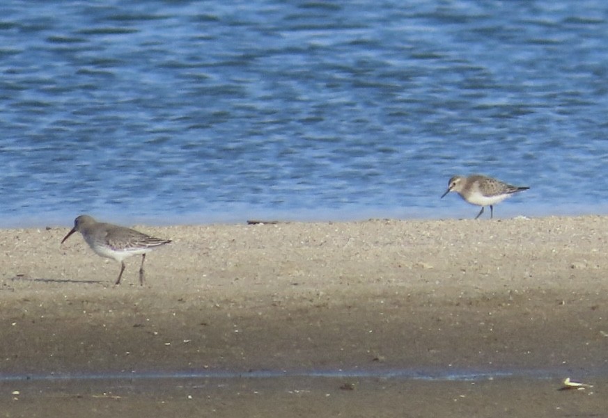 Байрдийн элсэг - ML644954357