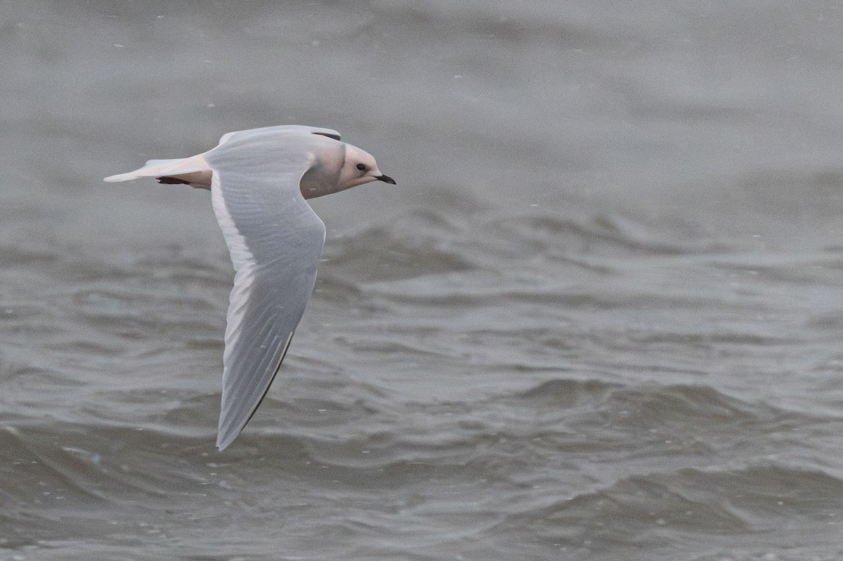 Antxeta arrosa - ML644954360