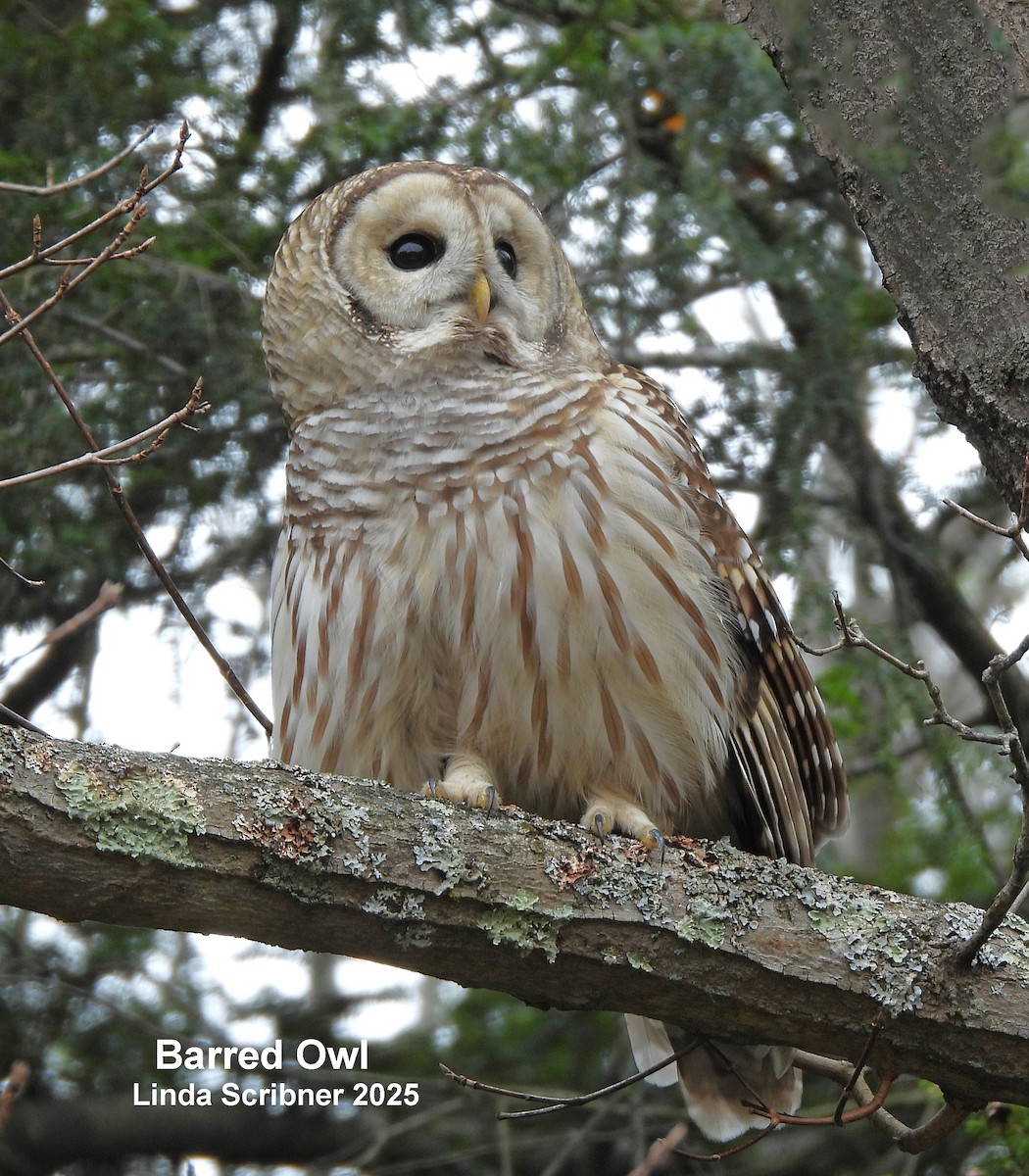 Barred Owl - ML644954365