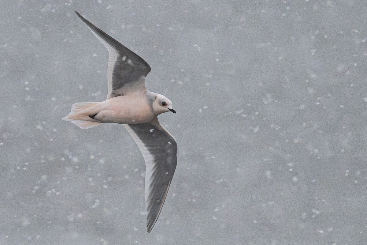 Antxeta arrosa - ML644954367