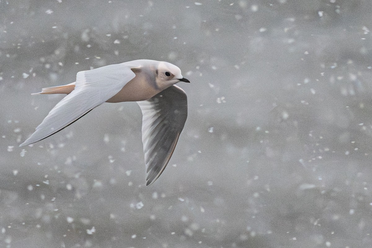 Antxeta arrosa - ML644954370