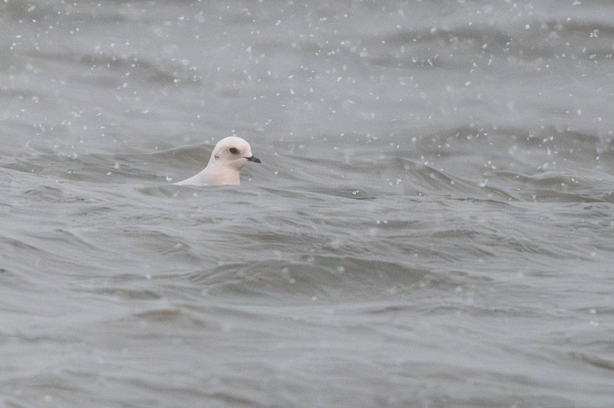 Antxeta arrosa - ML644954374