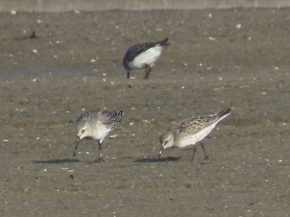 White-rumped Sandpiper - ML644954375