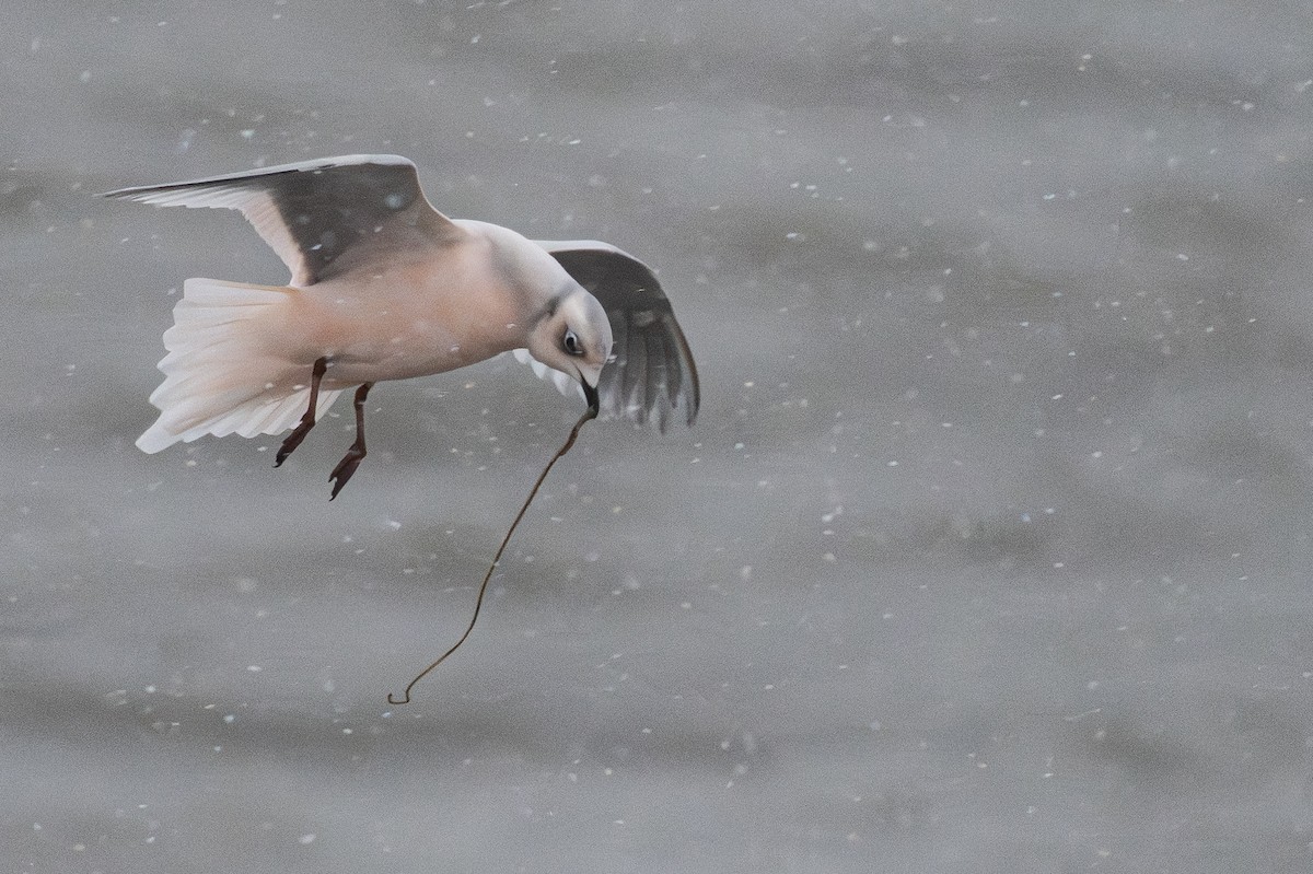 Antxeta arrosa - ML644954377